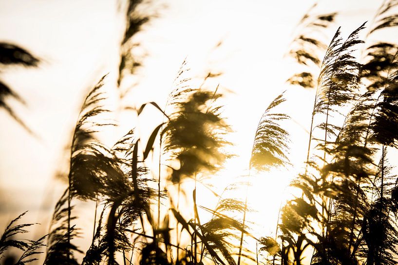 Goldenes Schilf: Sanftes Licht umarmt die Natur von DiJa Photography