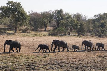 Familie olifanten onderweg naar de rivier. van Travelled4u