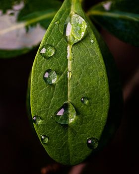 Raindrop on leaf (Macro, vertical)