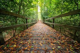 Autumn in the Brakelbos by Marcel Derweduwen