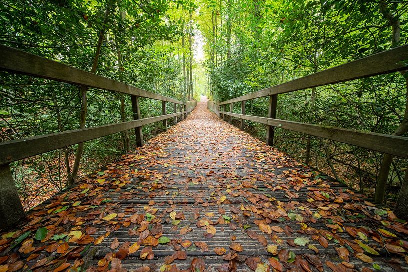Herfst in het Brakelbos van Marcel Derweduwen