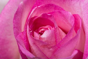 Close-up foto van een roos van Ronald van Kooten