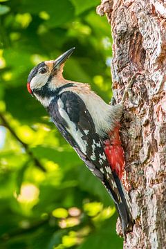 Grote bonte specht op een boom in de lente van Sjoerd van der Wal Fotografie