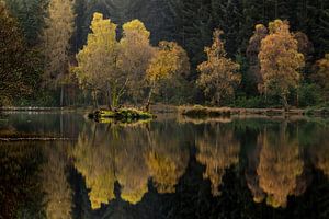 Symmetrische Bäume im Gegenlicht