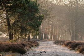 Planken Wambuis part 140