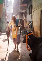 Oude man op bedevaart en een heilige koe in de straten van Varanasi, India