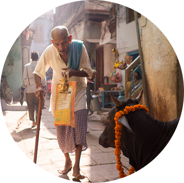Oude man op bedevaart en een heilige koe in de straten van Varanasi, India van Teun Janssen