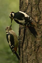 Two woodpeckers by Wouter van Twillert