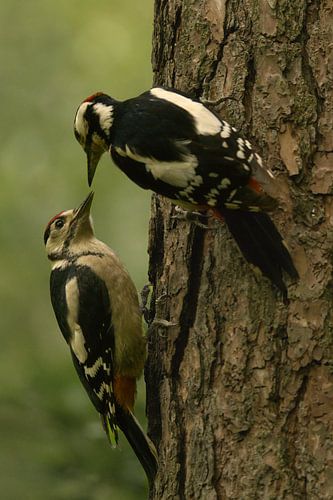 Two woodpeckers