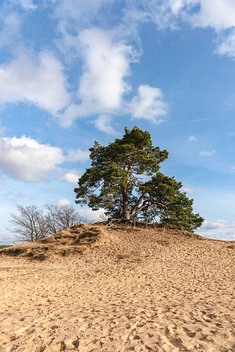 Trees and sand plains at the dutch dessert