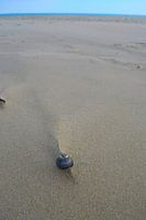 Shell in the sand with a track drawn by wind and water
