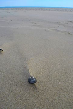 Coquillage dans le sable avec une trace dessinée par le vent et l'eau sur Studio LE-gals