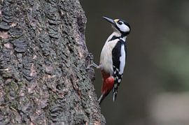 Great spotted woodpecker by Paul van Slobbe