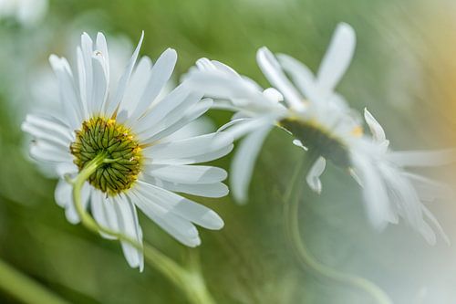 Margrieten in een Patrijzen akker