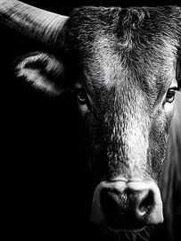 Taurus - Archaic strength in a black and white portrait by drdigitaldesign