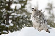 Kojote ( Canis latrans ), schüttelt sich Schnee und Eis aus dem Fell, wildlife, Yellowstone NP, USA. von wunderbare Erde Miniaturansicht