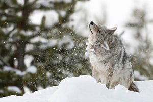 Kojote ( Canis latrans ), schüttelt sich Schnee und Eis aus dem Fell, wildlife, Yellowstone NP, USA.