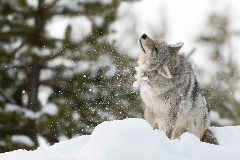 Coyote (Canis latrans), secouant la neige et la glace de sa fourrure, faune, Yellowstone NP, USA. par wunderbare Erde
