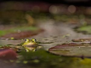 M. Grenouille sur Diane van Veen