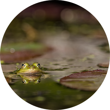 Mr. Frog van Diane van Veen