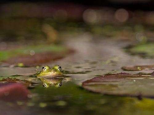 Mr. Frog