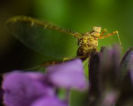 Eendagsvlieg met groene achtergrond van Johan Slagers