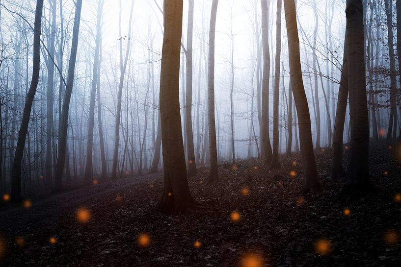 Mystischer Herbstwald von Oliver Henze
