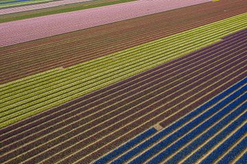 A bulb field seen from above by Menno Schaefer