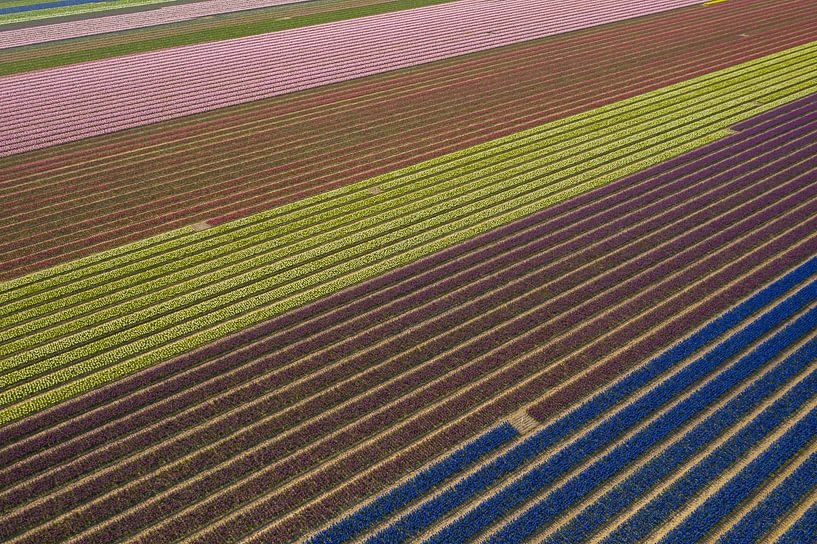 Een bloembollenveld van boven gezien van Menno Schaefer