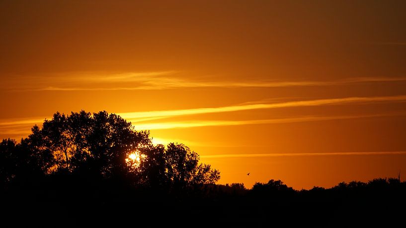 Zonnedans van Nienke den Daas