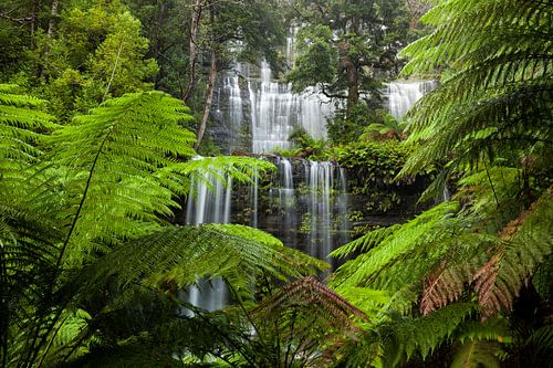 Mooiste waterval - Russell Falls - Tasmanië - Australië - Mount Field National Park