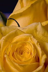 Unvollkommene gelbe Rose