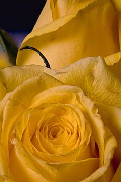 Imperfecte gele roos van Joran Quinten