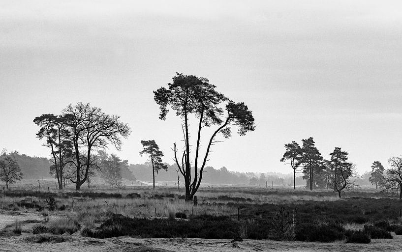 Loonse and Drunense Dunes by Roy IJpelaar