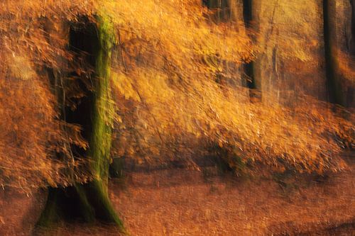 Herfst bos