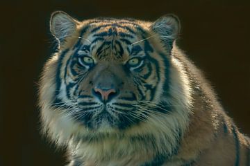 Sibirischer Tiger, Amur Tiger. Ein Porträt von Gert Hilbink