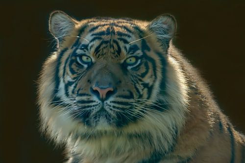 Siberian Tiger, Amur Tiger. A portrait