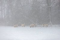 Sheep in a snowy environment in the fog