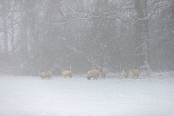 Sheep in a snowy environment in the fog