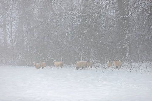Schafe in einer verschneiten Umgebung im Nebel