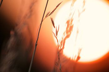 Roseau du soleil couchant