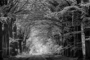 Frühlingsgrün in Schwarz und Weiß