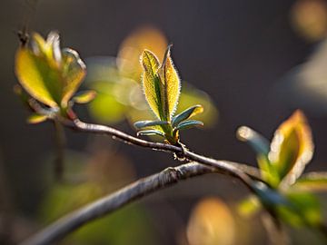 Boutons de fleurs sur Rob Boon