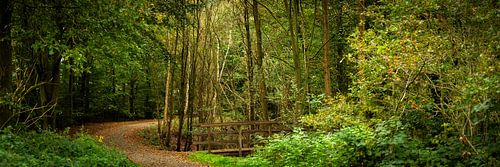 Bospad met bruggetje in de herfst (panoramafoto, HR)