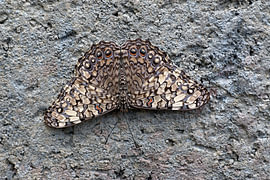 Hamadryas guatemalena is a butterfly belonging to the family Nymphalidae, which includes foxes, pearl-spotted butterflies and iridescent butterflies