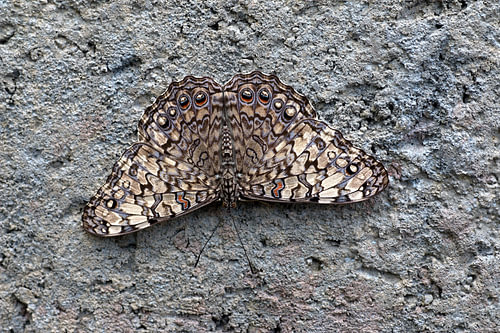 Hamadryas guatemalena is a butterfly belonging to the family Nymphalidae, which includes foxes, pearl-spotted butterflies and iridescent butterflies