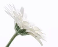 Gerbera