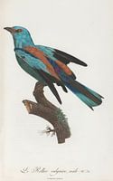 Coracias (Le Rollier Vulgaire), John Gould