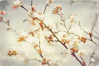 EenTakje Spring