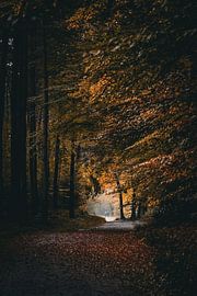 Autumn walk on the Utrechtse Heuvelrug